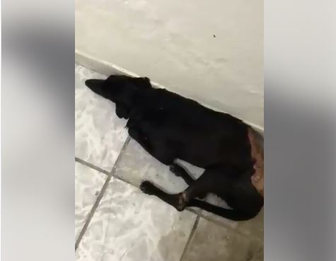 Por vingança, vizinha machuca cadela com óleo quente em Piripiri