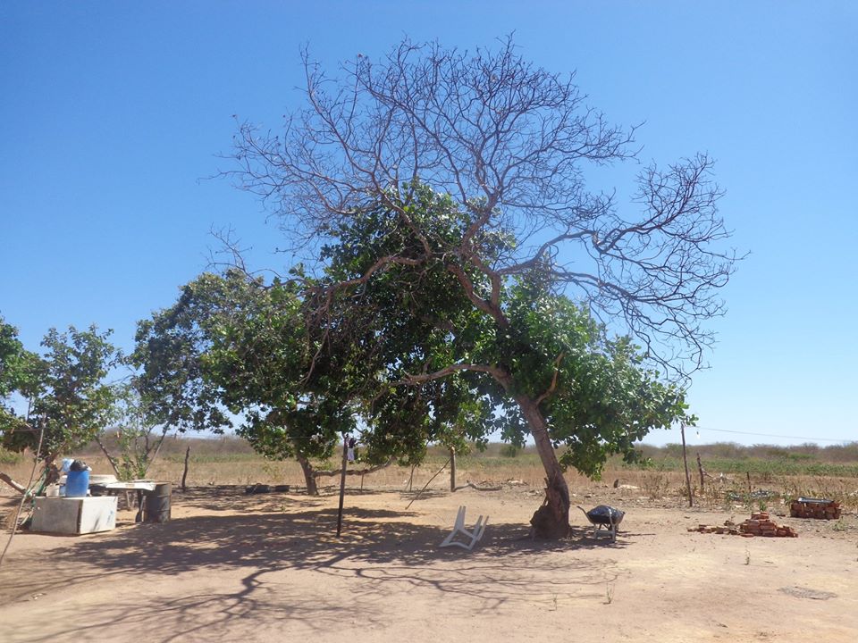 86% dos municípios do Piauí já foram atingidos pelo coronavírus