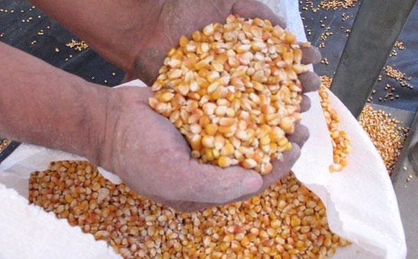 Pequenos criadores podem comprar milho da Conab por WhatsApp