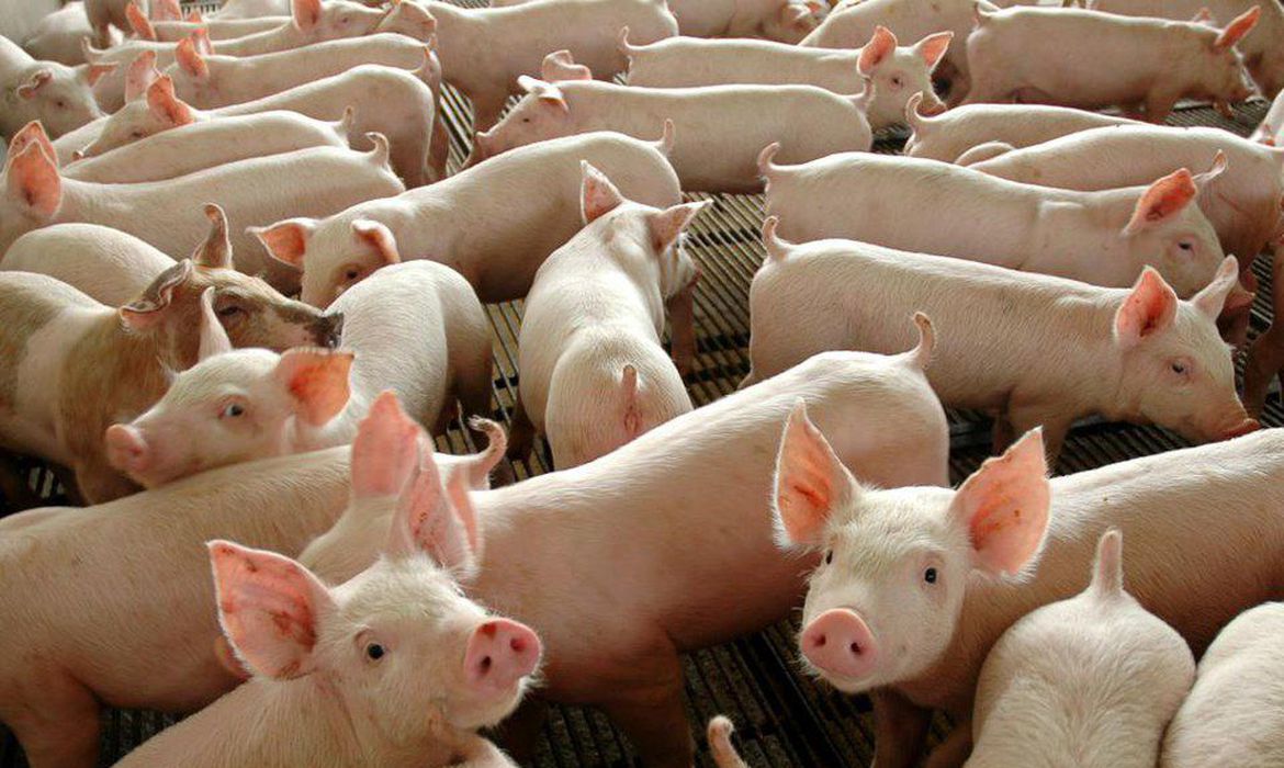 Peste suína clássica não afeta a saúde do ser humano
