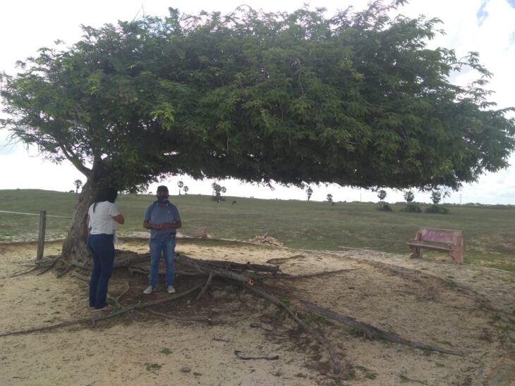 Árvore penteada sofre vandalismo e Secretaria do Turismo quer punição